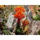 Fleurs de Californie CANYON DUDLEYA  7,5ml