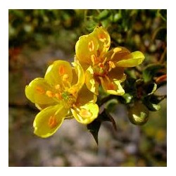 Fleurs de Californie CHAPARRAL  7,5ml