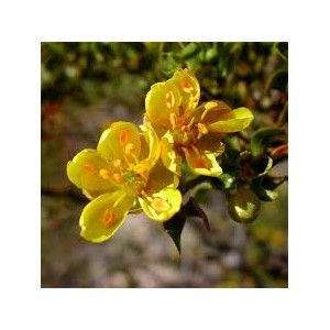 https://www.lherberie.com/1180-thickbox/fleurs-de-californie-chaparral-75ml.jpg
