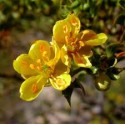 Fleurs de Californie CHAPARRAL  7,5ml