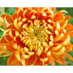 Fleurs de Californie chrysanthemum  7,5ml