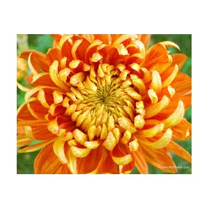 https://www.lherberie.com/1181-thickbox/fleurs-de-californie-chrysanthemum.jpg