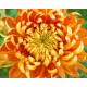 Fleurs de Californie chrysanthemum  7,5ml