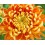Fleurs de Californie chrysanthemum  7,5ml