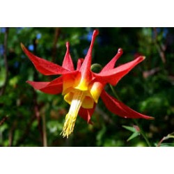 Fleurs de Californie COLUMBINE  7,5ml