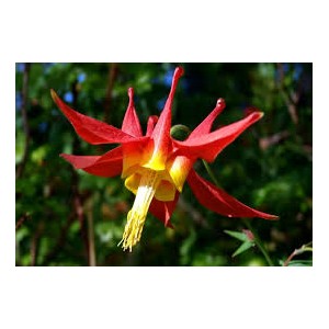 https://www.lherberie.com/1183-thickbox/fleurs-de-californie-columbine.jpg