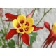 Fleurs de Californie COLUMBINE  7,5ml