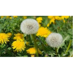 https://www.lherberie.com/1185-thickbox/fleurs-de-californie-dandelion.jpg