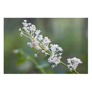 https://www.lherberie.com/1187-thickbox/fleurs-de-californie-deerbrush.jpg