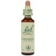 Fleur de Bach Originale  Honeysuckle/Chèvrefeuille N° 16 Lonicera caprifolium 20 ML