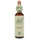 Fleur de Bach  Original   Vervain-Verveine  N°31 Verbena officinalis 20 ML