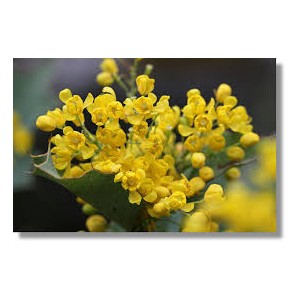 https://www.lherberie.com/1250-thickbox/fleurs-de-californie-oregon-grape.jpg