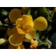 Fleurs de Californie Oregon Grape  7,5ml