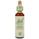 Fleur de Bach  Originale   White Chestnut-Marronnier Blanc  N°35 Aesculus hippocastanum  20 ML