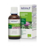 CHARDON MARIE/ Silybum marianum LADRÔME