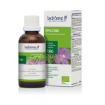 EPILOBE/ Epilobium parviflorum LADRÔME