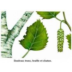 BOULEAU FEUILLES 50GR