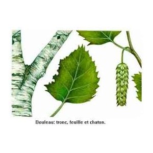 https://www.lherberie.com/2057-thickbox/bouleau-feuilles-50gr.jpg