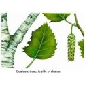 BOULEAU FEUILLES 50GR