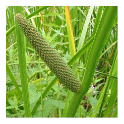 CALAMUS RHIZOME 100GR