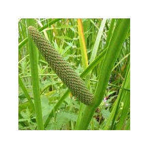 https://www.lherberie.com/2065-thickbox/calamus-rhizome-100gr.jpg