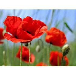 COQUELICOT 100GR