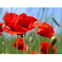 COQUELICOT 100GR