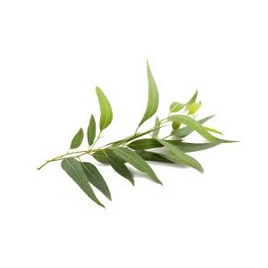 https://www.lherberie.com/2083-thickbox/eucalyptus-cp-100gr.jpg