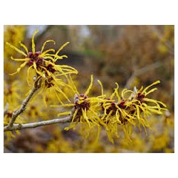 HAMAMELIS 100GR