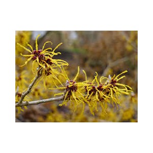 https://www.lherberie.com/2092-thickbox/hamamelis-100gr.jpg