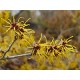 HAMAMELIS 100GR