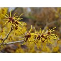 HAMAMELIS 100GR