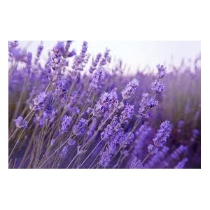 https://www.lherberie.com/2095-thickbox/lavande-fleurs-100gr.jpg