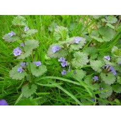 LIERRE TERRESTRE 100 GR Glechoma hederacea