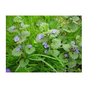 https://www.lherberie.com/2096-thickbox/lierre-terrestre-100-gr-glechoma-hederacea.jpg