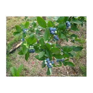 https://www.lherberie.com/2106-thickbox/myrtillier-100-gr-vaccinium-myrtillus.jpg