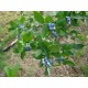 MYRTILLIER 100 GR Vaccinium myrtillus