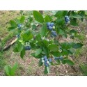 MYRTILLIER 100 GR Vaccinium myrtillus