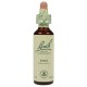 Fleur de Bach  Originale  Pine-Pin Sylvestre  N°24 Pinus sylvestris 20 ml