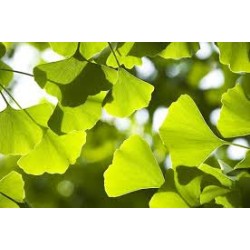 GINKGO BILOBA 100GR