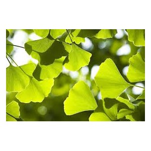 https://www.lherberie.com/2351-thickbox/ginkgo-biloba-100gr.jpg