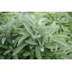 SAUGE OFFICINALE 100GR