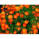 SOUCI CALENDULA PETALE 100GR