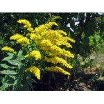 VERGE D OR SOLIDAGO 100GR