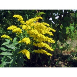 VERGE D OR SOLIDAGO 100GR