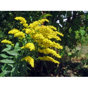 https://www.lherberie.com/2396-thickbox/verge-d-or-solidago-100gr.jpg