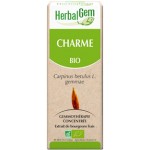 Macerat de Charme (Carpinus betulus) BIO, bourgeon, Herbalgem