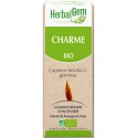 Macerat de Charme (Carpinus betulus) BIO, bourgeon, Herbalgem