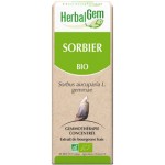 SORBIER BOURGEON BIO - CIRCULATION ET ACOUPHÈNES 50 ML - HERBALGEM