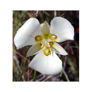 https://www.lherberie.com/2707-thickbox/fleurs-de-californie-mariposa-lily.jpg